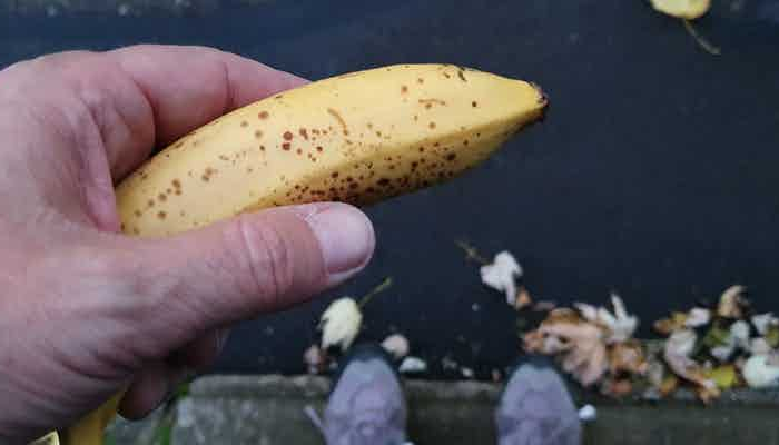 Banane für zwischendurch Bild des Tages