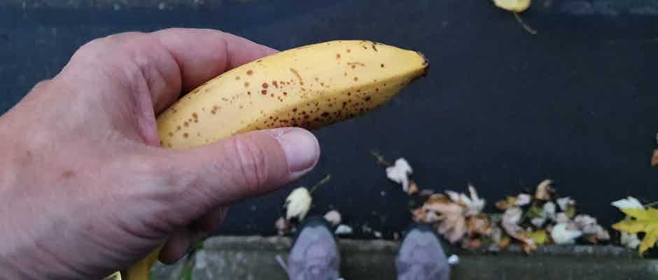 Banane für zwischendurch Bild des Tages